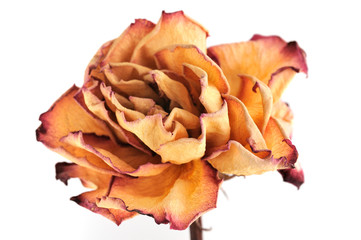 Single dry rose on a white background, isolated