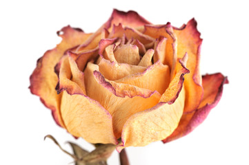 Single dry rose on a white background, isolated