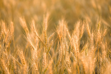 Gold wheat