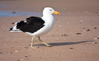 Cape Gull walking on the beach looking for food