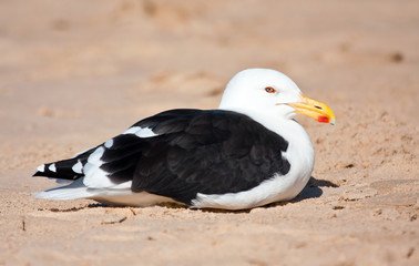 Cape Gull sitting on the beach resting in the sunshine
