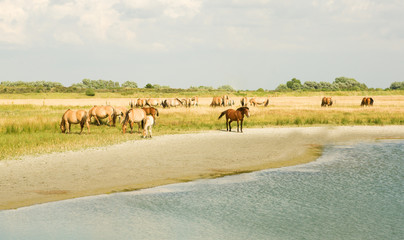Fototapeta na wymiar Horses on the meadow near the water