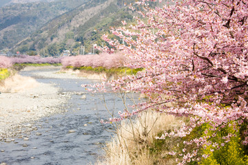 Cherry blossoms and yellow flowers and river.