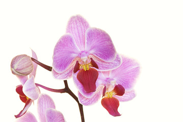 Plakat Orchidee