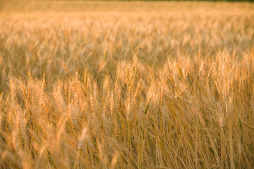 Gold wheat