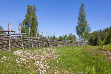 Summer meadow