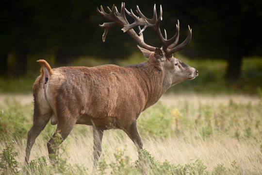 Royal stag in forest