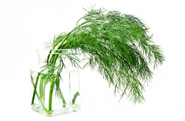 Fresh green dill in vase isolated over white