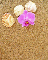 tropical holiday background with shells