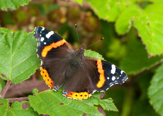 Red Admiral butterfly (Vanessa atalanta)