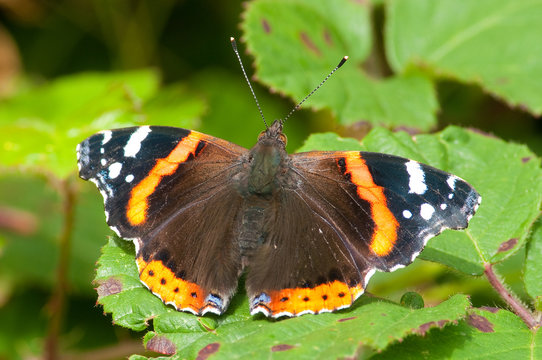 Red Admiral butterfly (Vanessa atalanta)