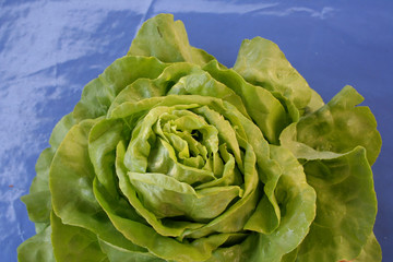 Kopfsalat