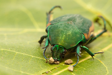 beetle