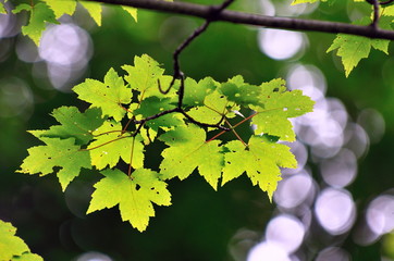 Feuille d'érable.