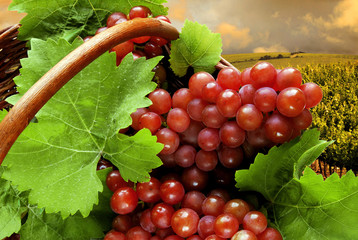 Fresh grapes and leaves in wicker basket