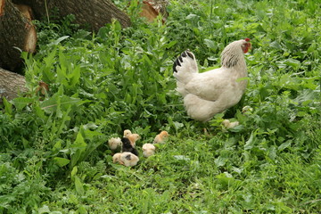Hen family