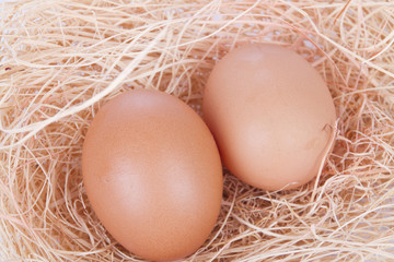 Nest and Eggs
