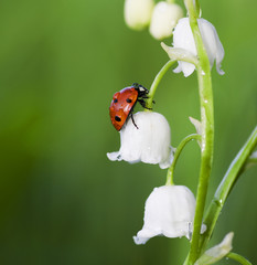 Naklejka premium ladybug sits on a flower 
