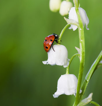 ladybug sits on a flower	