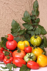 tomates