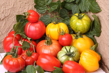 tomates