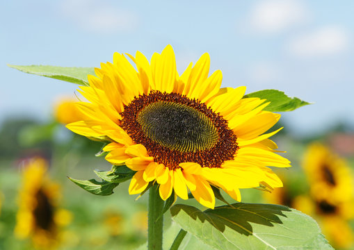 Sonnenblume im Sommer - Sunflower