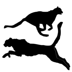 silhouettes of cheetah © Perysty