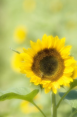 Obraz premium ヒマワリ