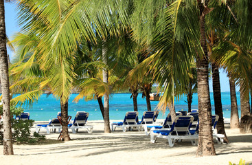 plage paradisiaque sous les cocotiers à l'île Maurice