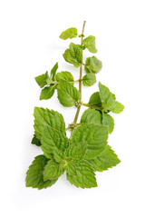 Sprig of mint