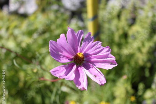 Blüte3