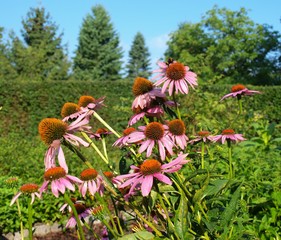 Echinacea purpurea