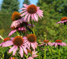 Echinacea purpurea