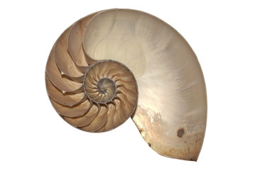 nautilus