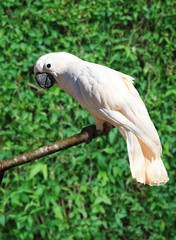 White Cockatoo Parrot