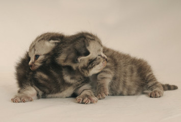 BRITISH SHORTHAIR 10 GG.
