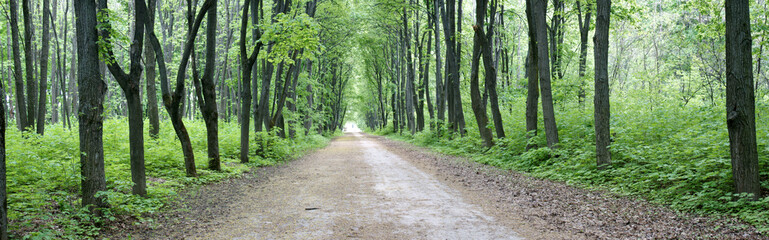 Naklejka premium Аллея в парке.