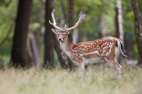 daim for&ecirc;t mammif&egrave;re daine faon cervid&eacute; bois