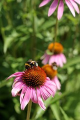Sonnenhüte (Echinacea) Blüten