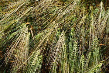 Golden and green barley