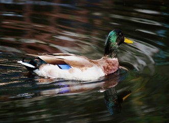 Pato