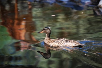 Pato