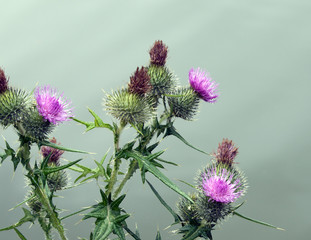 Thistles