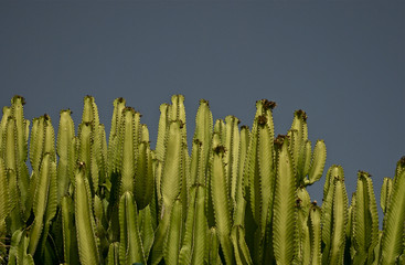 Euphorbia