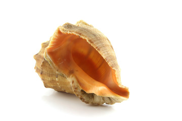 Sea shell