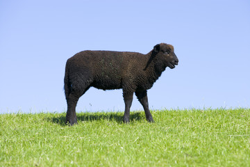 Fototapeta premium Schwarzes Schaf