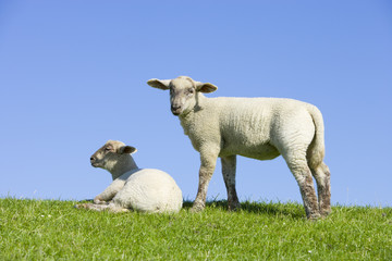 Schäfchen auf der Wiese