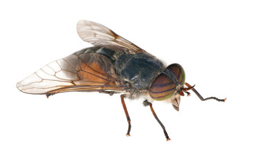 big gadfly with striped eyes