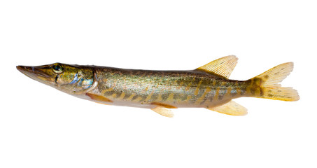 small isolated pike