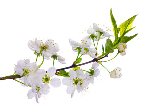 white cherry blooming close-up